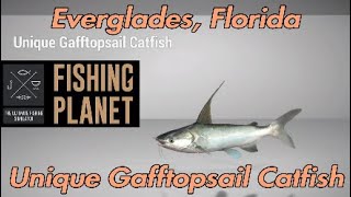 Unique Gafftopsail Catfish  Everglades Florida  Fishing Planet Guide [upl. by Cassey]