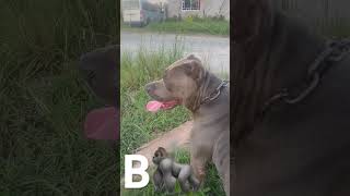 I take ‘B’ for a walk 🦍doglover dogshorts pitbulldog breeder fyp short [upl. by Adnilra]