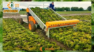 Ortomec Lattuga Harvester  Radicchio and Trocadero Harvesting Solution [upl. by Heim]