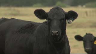 Postdrought Arkansas agriculture industry still seeing long term effect [upl. by Nenney193]