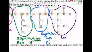 Chem 435 Amino Acid Review [upl. by Areta]