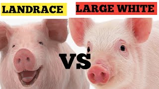 Large white vs Landrace  Which Is More Profitable  BEST Breeds To Start Piggery [upl. by Goda]