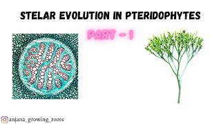 Stelar Evolution In Pteridophytes  Malayalam Part 1 Plectostele amp Siphonostele [upl. by Adahsar]