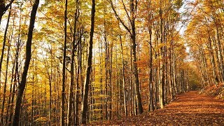 Autumn Forest Stillness  Birds Singing Colorful Trees [upl. by Nihhi]