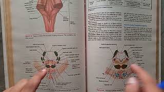 Guidelines BraintstemNeuroanatomy midbrainponsmedulla oblongata proff preparation neuroanatomy [upl. by Pardo]