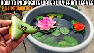 How To Grow Water Lily From Leaf  WITH UPDATES [upl. by Rivard391]