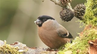 Female Bullfinch in garden [upl. by Aidole]