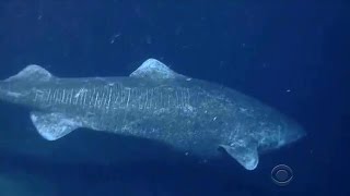 Toxic Skin Of The Greenland Shark [upl. by Gregg]