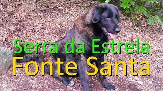 Serra da Estrela Mountain Dog Kennel  Portugal [upl. by Lauritz568]