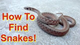 6 Tips to Find Snakes FIND  not handle [upl. by Scandura]