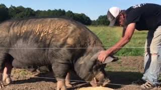 Huge Berkshire boar hog  Raising Pigs On Pasture [upl. by Hymen594]