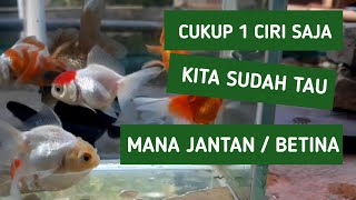 Cara mudah membedakan jantan atau betina pada ikan mas koki atau goldfish [upl. by Paula]