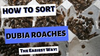 Sorting Dubia Roaches  The Easiest Way [upl. by Salvucci]