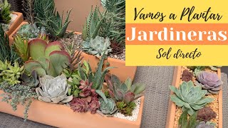 4 Ideas para plantar suculentas en jardineras [upl. by Colpin435]