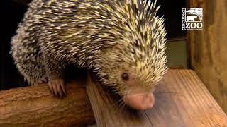 Rico the Brazilian Porcupine  Cincinnati Zoo [upl. by Stargell]