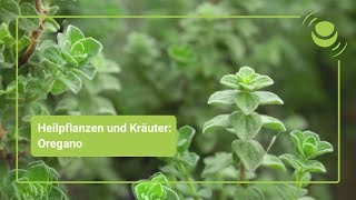 Oregano – Alles was du über seine Wirkung wissen solltest [upl. by Wieche]