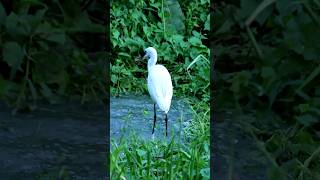 Little egret fishing birds shorts [upl. by Rentsch592]