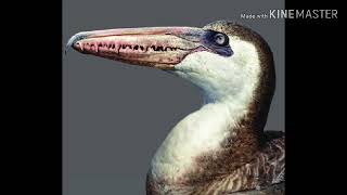 Pelagornis sandersi sounds [upl. by Mayes]