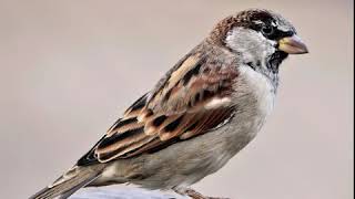 Gorrion Común  Canto  Passer Domesticus [upl. by Martha]