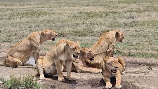 The best lionesses was in Serengeti national Park [upl. by Urial]