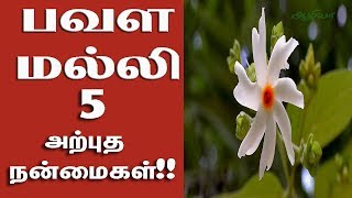 பவள மல்லி  Pavala Malli Poo  Nyctanthes arbortristis in Tamil [upl. by Ymarej]