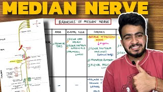 Median Nerve Anatomy  Course and Branches  Upper Limb Anatomy [upl. by Eilrak295]