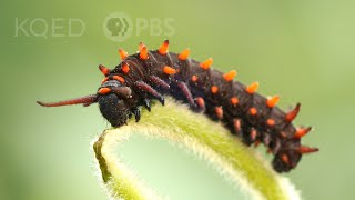 The Pipevine Caterpillar Thrives in a Toxic Love Triangle  Deep Look [upl. by Annaear]