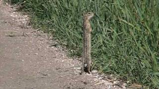 Thirteenlined Ground Squirrel Sciuridae IctidomysSpermophilus tridecemlineatus Alert Posture [upl. by Aikahs]