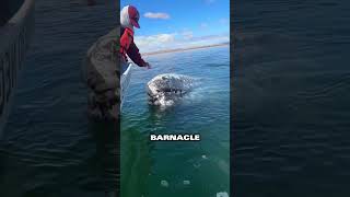 Whale shows gratitude after man removes painful barnacles💕 [upl. by Oam622]