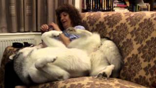 How Miya the Malamute tells Mummy its time for DINNER [upl. by Marty421]