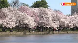 Washington’s cherry blossoms hit peak bloom [upl. by Krause595]