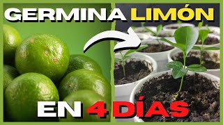 Como GERMINAR semillas de LIMÓN RAPIDO 🍋 PASO A PASO [upl. by Descombes]