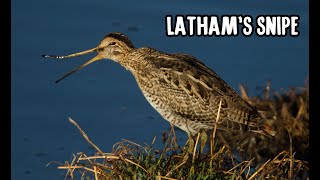 Lathams Snipe Project [upl. by Ellevel]