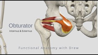 Obturator Internus and Externus [upl. by Evatsug]