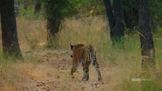 Tiger vs Peacock  Dynasties Saturday at 9pm  BBC America [upl. by Faso]