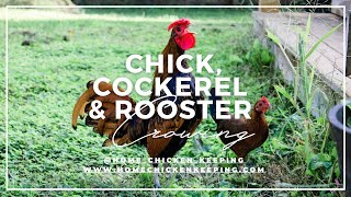 Chick Cockerel amp Rooster Crowing  What Does It Sound Like [upl. by Bunker]