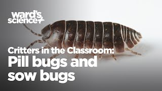 Critters in the Classroom Insect Edition  Pillbugs [upl. by Egerton]