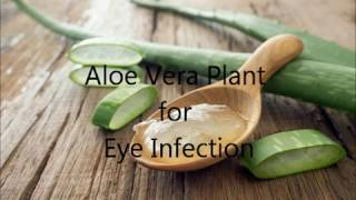 Aloe vera for eye infections [upl. by Hepsibah]