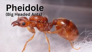 Meet my Pheidole Colonies [upl. by Wardieu]