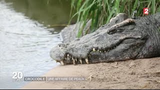 Crocodiles  dans les fermes géantes de Thaïlande [upl. by Melvina]