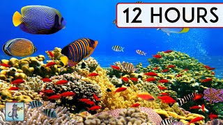 BEAUTIFUL CORAL REEF AQUARIUM COLLECTION • 12 HOURS • BEST RELAX MUSIC • SLEEP MUSIC • 1080p HD [upl. by Veriee]