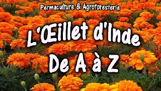 L’ŒILLET DINDE DE A à Z AU JARDIN POTAGER EN PERMACULTURE SEMIS PLANTATION DOCUMENTAIRE NATURE [upl. by Cogan]