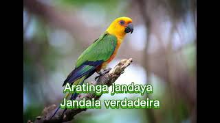 O canto da Jandaia verdadeira  Aratinga jandaya [upl. by Sacrod855]