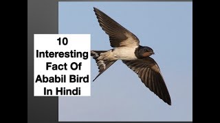 10 Interesting Fact Of Ababil Bird In Hindi [upl. by Etnoval]