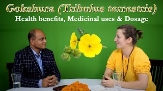 Tribulus terrestris  Gokshura  Health benefits Medicinal uses amp Dosage [upl. by Arramas33]