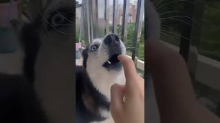 Drama husky compilation animal funny dog husky dogs doglover funnyvideo [upl. by Eberta]