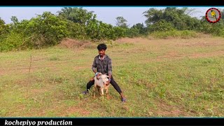 Kuli khatir  New santali comedy video 2024  viralvideo  funnyvideo  Kochepiyo Production [upl. by Jenine]