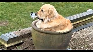 Lustige Hunde und Katzen Videos 2023 Cute and Funny Cats amp Dogs Videos [upl. by Rimat]