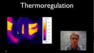 Thermoregulation [upl. by Mirielle]