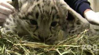 Cute Baby Snow Leopards at Woodland Park Zoo [upl. by Ynattib]